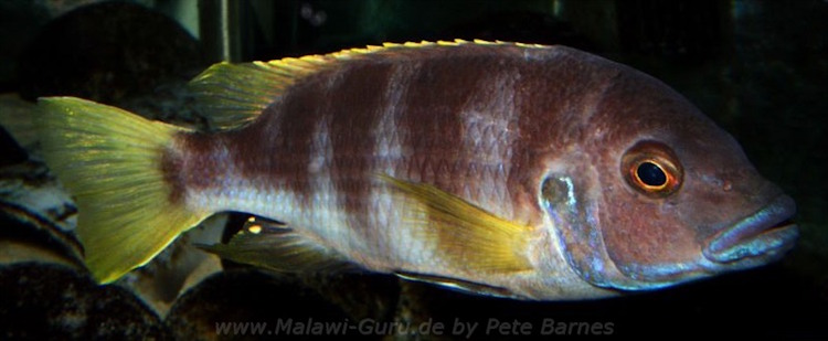 'Usisya' Pseudotropheus livingstonii 'Usisya'